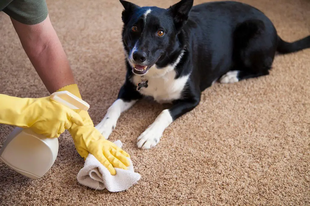 3 errores en la limpieza de la orina de tu perro que multiplican el mal olor – Mis Consejos Jardinería