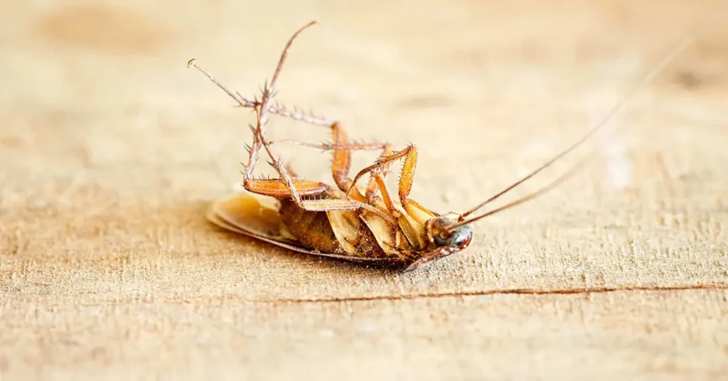 3 insecticidas naturales para combatir las cucarachas – Mis Consejos Jardinería