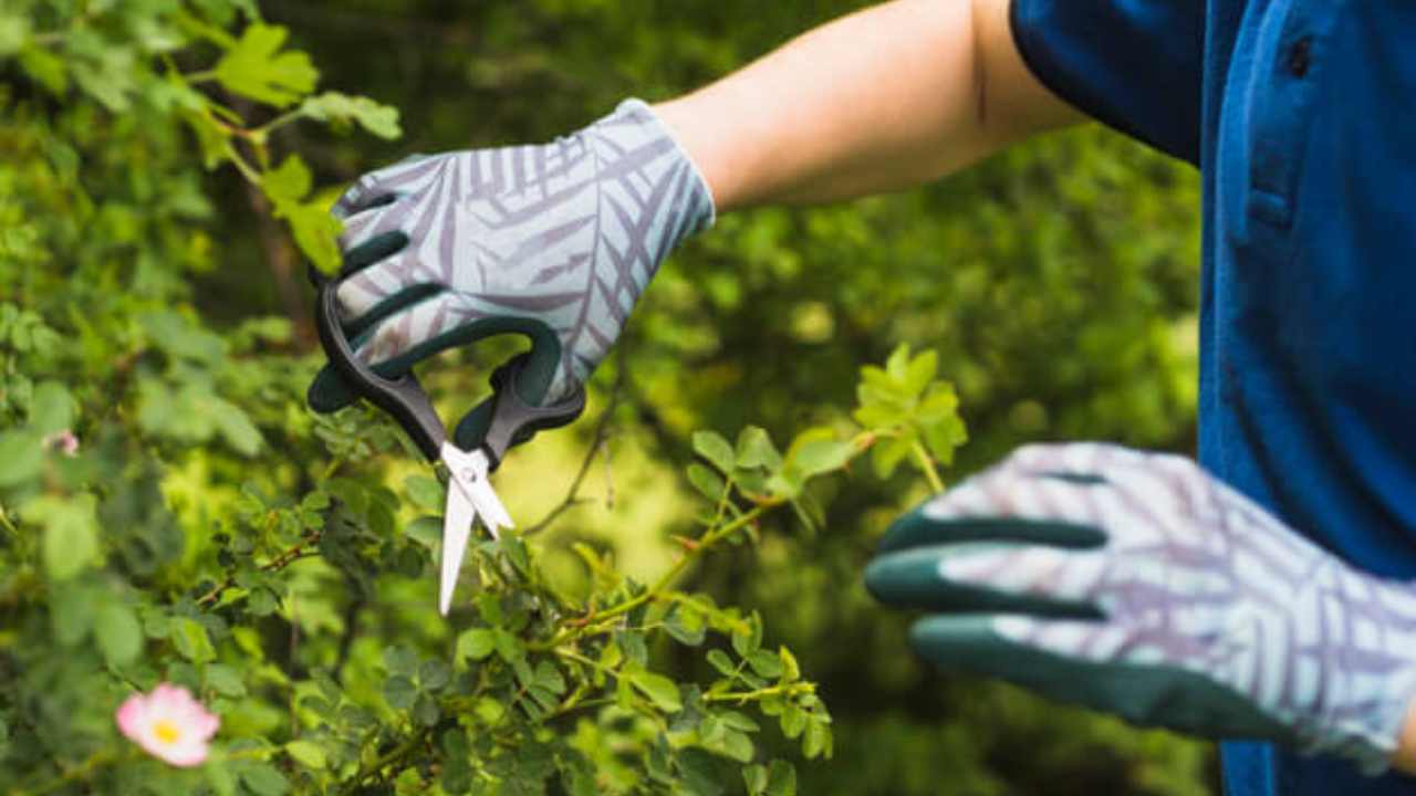 Plantas para podar febrero