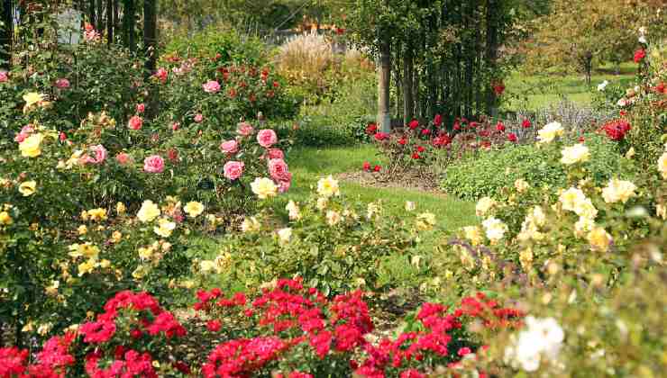 Jardín de rosas