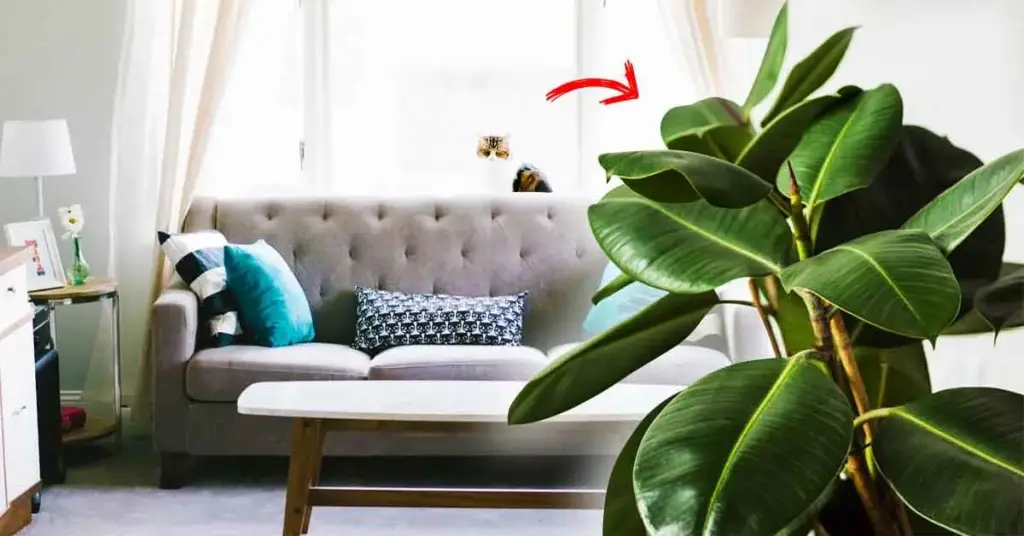 3 plantas que desempolvan la casa y la ayudan a mantenerse limpia – Mis Consejos Jardinería