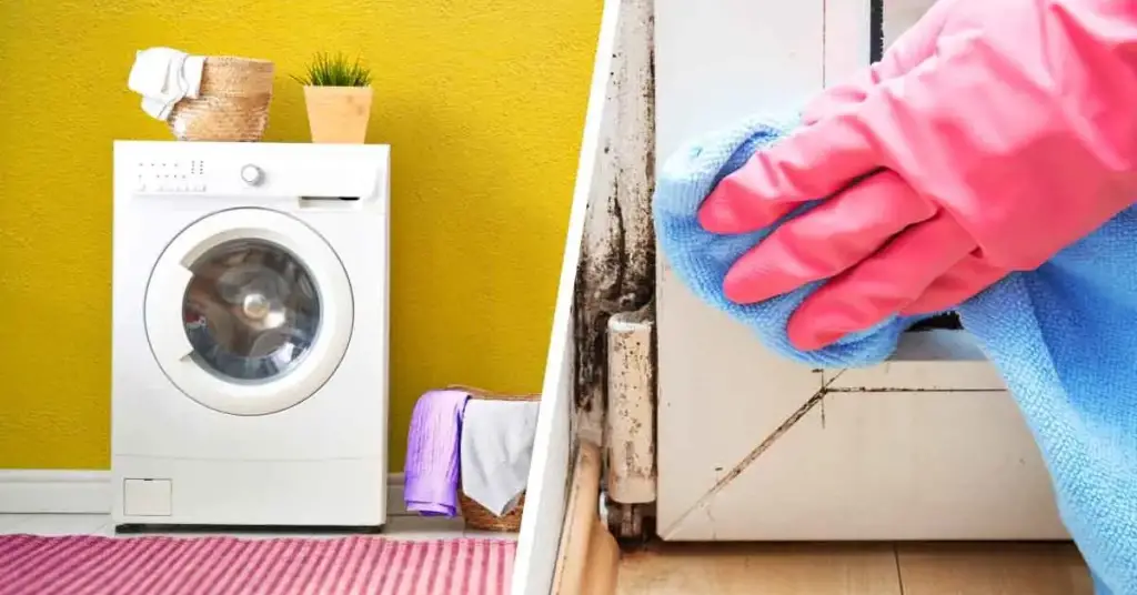 3 plantas que previenen la aparición de humedad y moho en casa – Mis Consejos Jardinería