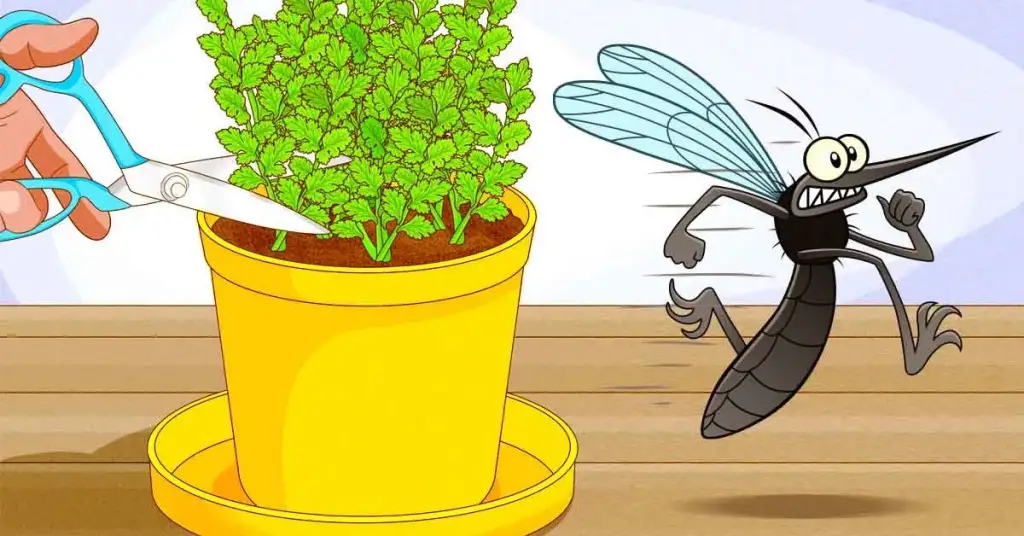 3 plantas repelentes para cultivar en primavera – Mis Consejos Jardinería