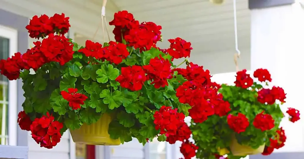 3 razones por las que las hojas de geranio se vuelven rojas – Mis Consejos Jardinería