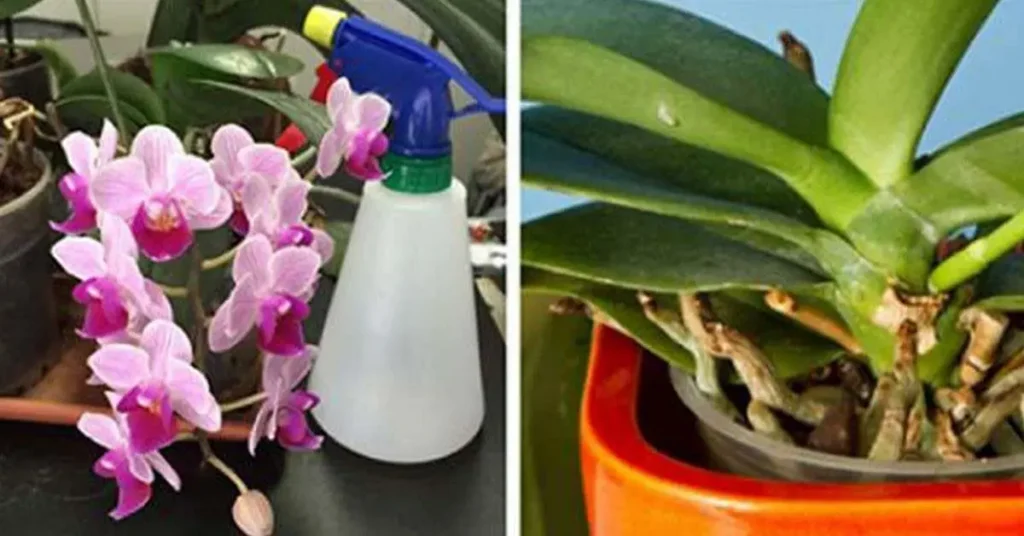 3 sencillos y efectivos consejos para revivir tus orquídeas – Mis Consejos Jardinería