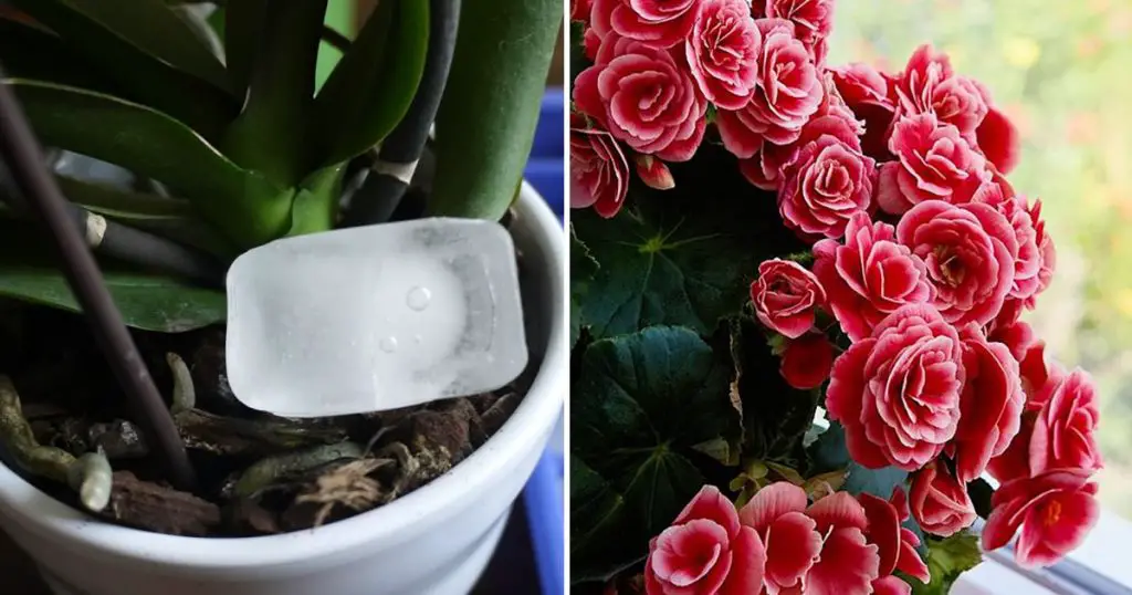 3 trucos efectivos para que las plantas florezcan y no se pudran nunca – Mis Consejos Jardinería