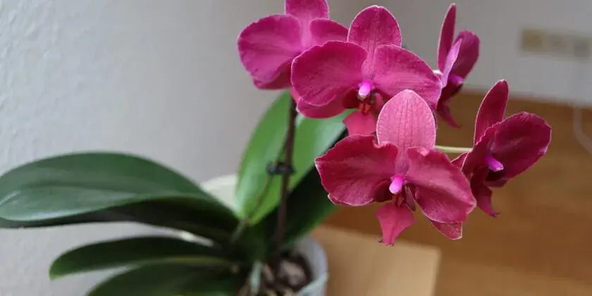 3 trucos infalibles para que las orquídeas florezcan todo el año, incluso en invierno, en tu balcón y terraza – Mis Consejos Jardinería
