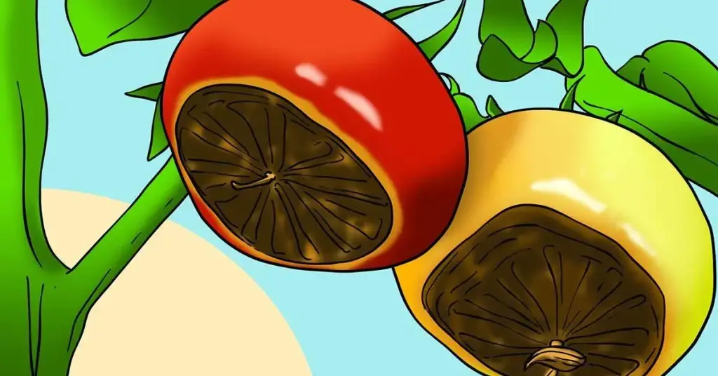 4 consejos para prevenir la podredumbre apical en los tomates – Mis Consejos Jardinería
