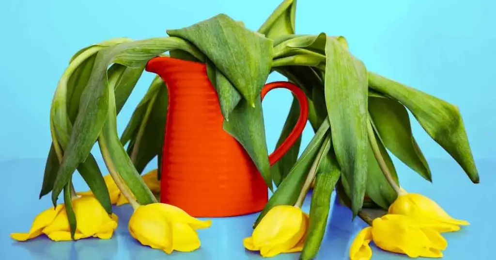 4 errores comunes que debes evitar para mantener tus plantas saludables – Mis Consejos Jardinería