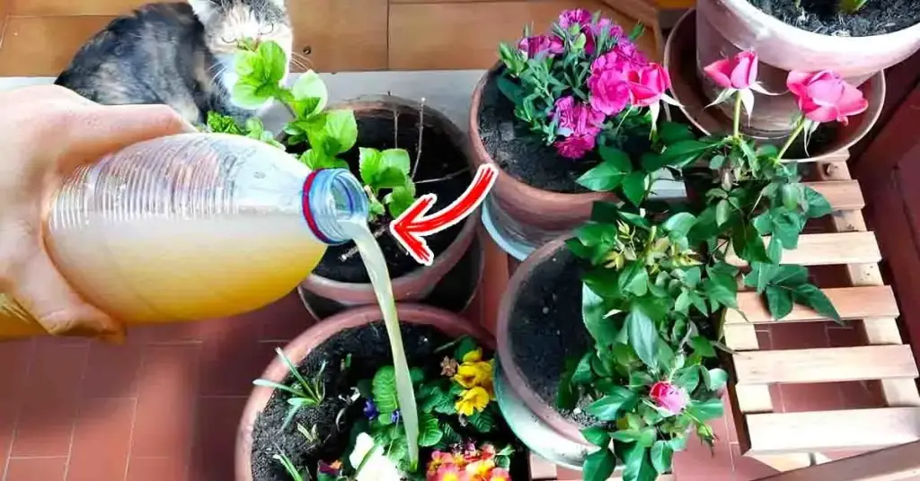 4 fertilizantes naturales para fertilizar tus plantas – Mis Consejos Jardinería