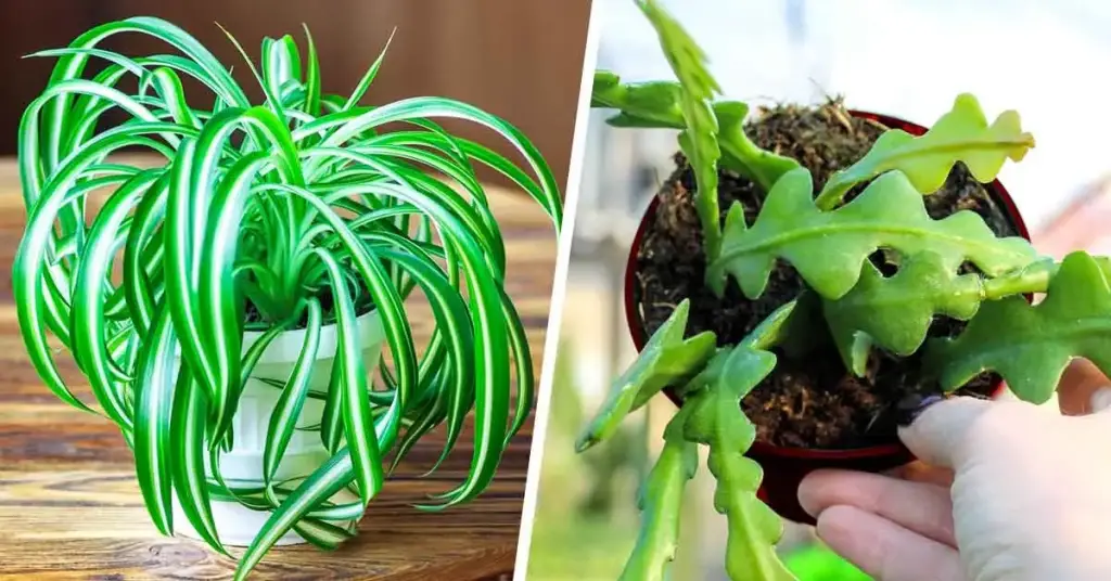 4 plantas de interior “inmortales”, perfectas para aquellos que no tienen un pulgar verde – Mis Consejos Jardinería