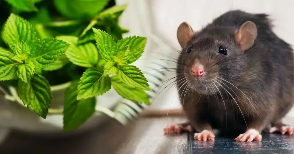 4 plantas efectivas que mantienen a las ratas alejadas de tu hogar para siempre – Mis Consejos Jardinería