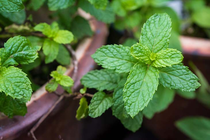 hojas de menta