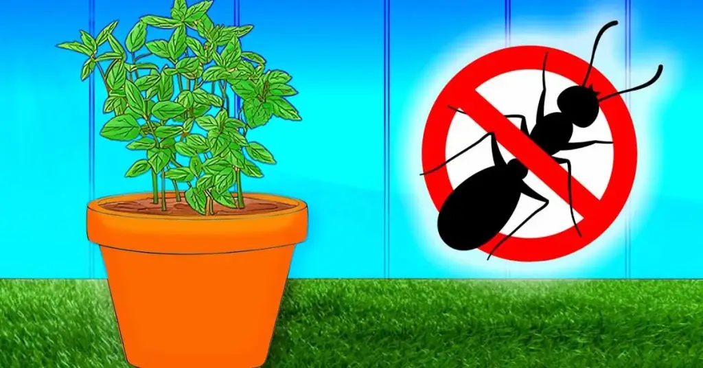 4 plantas que alejan a las hormigas del jardín de forma natural – Mis Consejos Jardinería