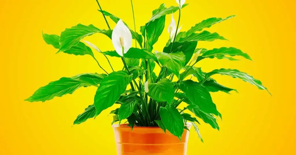 4 plantas que atraen la suerte y la felicidad según el Feng Shui – Mis Consejos Jardinería