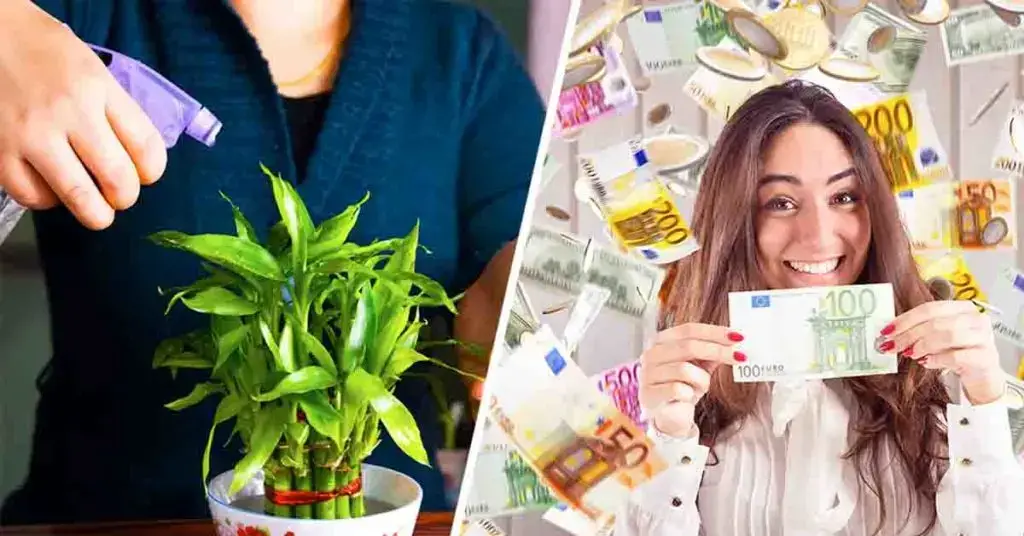 4 plantas que atraen riqueza a tu hogar según el Feng Shui – Mis Consejos Jardinería