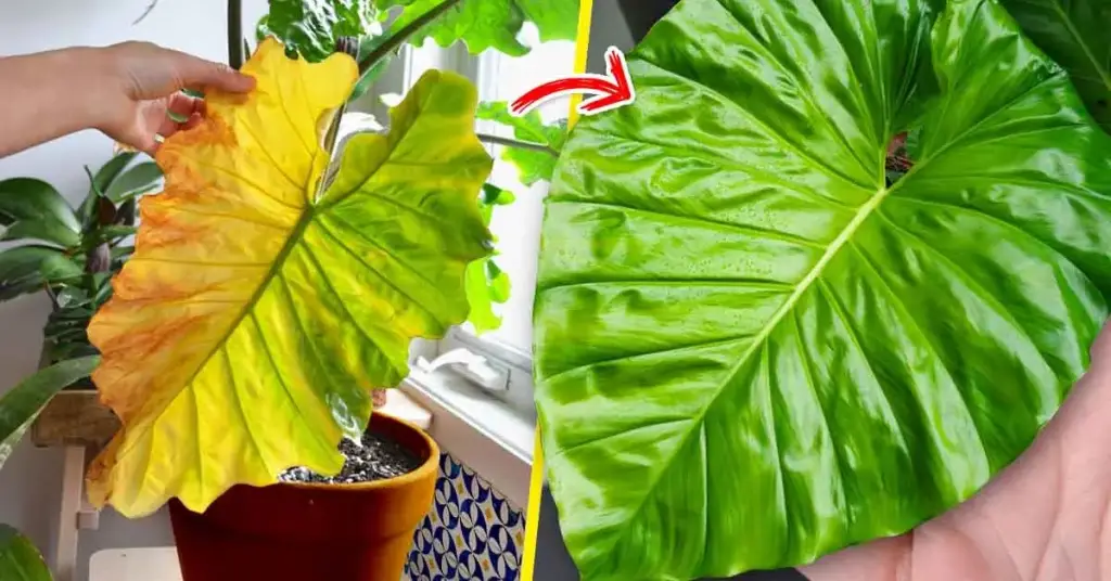 4 trucos de bricolaje para evitar que las plantas de interior se vuelvan amarillas – Mis Consejos Jardinería