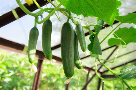 5 consejos para cultivar pepinos con éxito y obtener verduras jugosas – Mis Consejos Jardinería