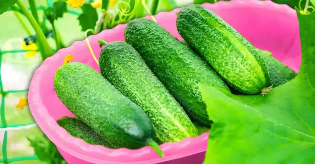 5 consejos para cultivar pepinos con éxito y obtener verduras jugosas – Mis Consejos Jardinería