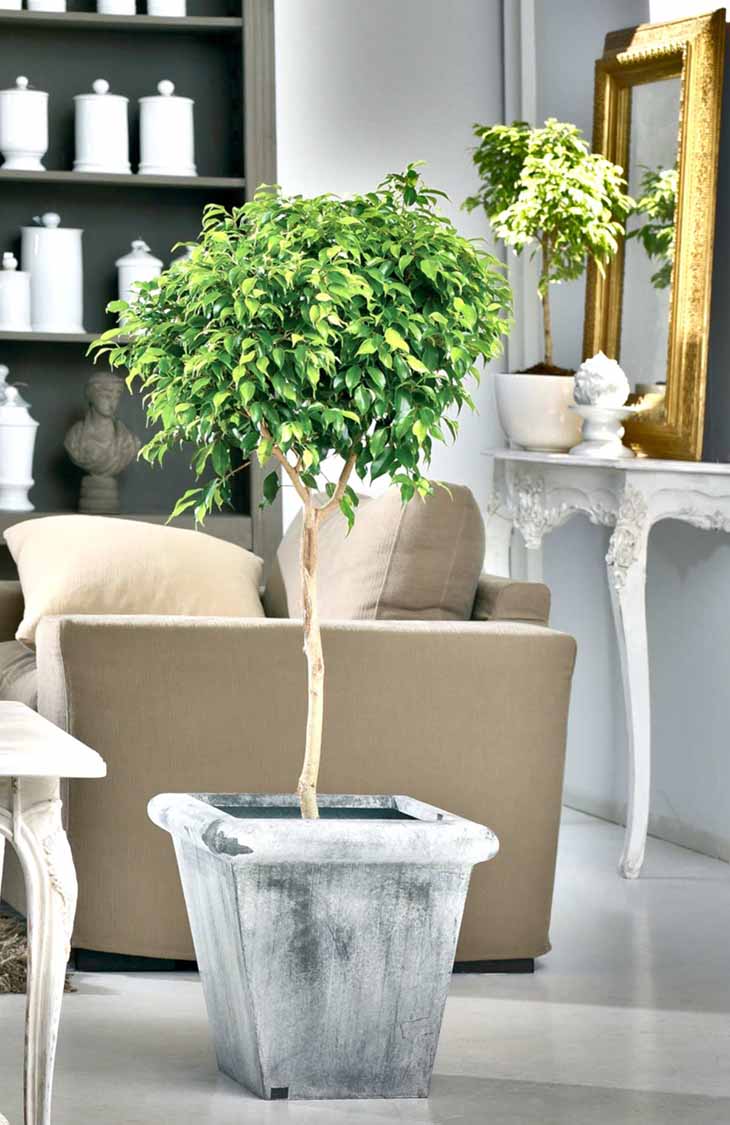 ficus-benjamina