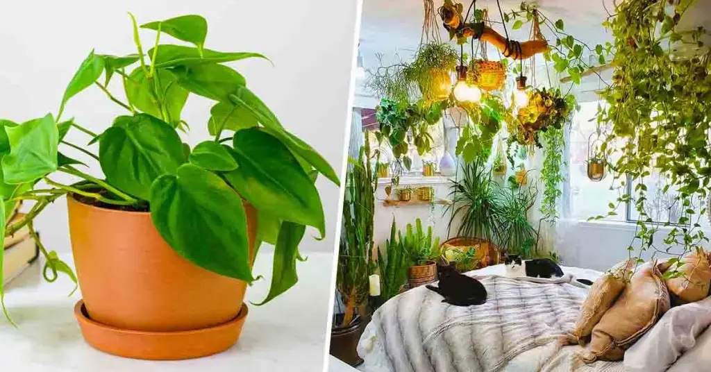 5 plantas a evitar en el dormitorio: pueden causar alergias – Mis Consejos Jardinería