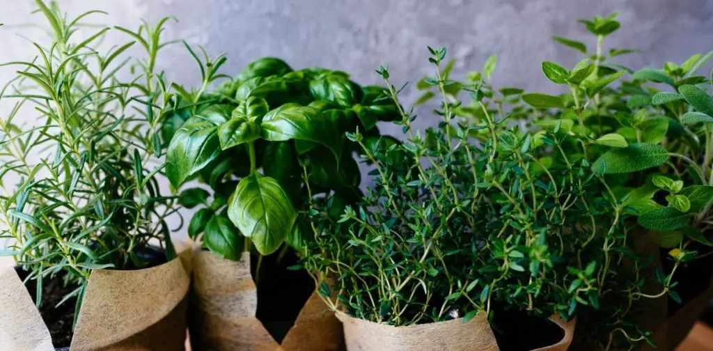 5 plantas aromáticas para cultivar fácilmente en un piso – Mis Consejos Jardinería
