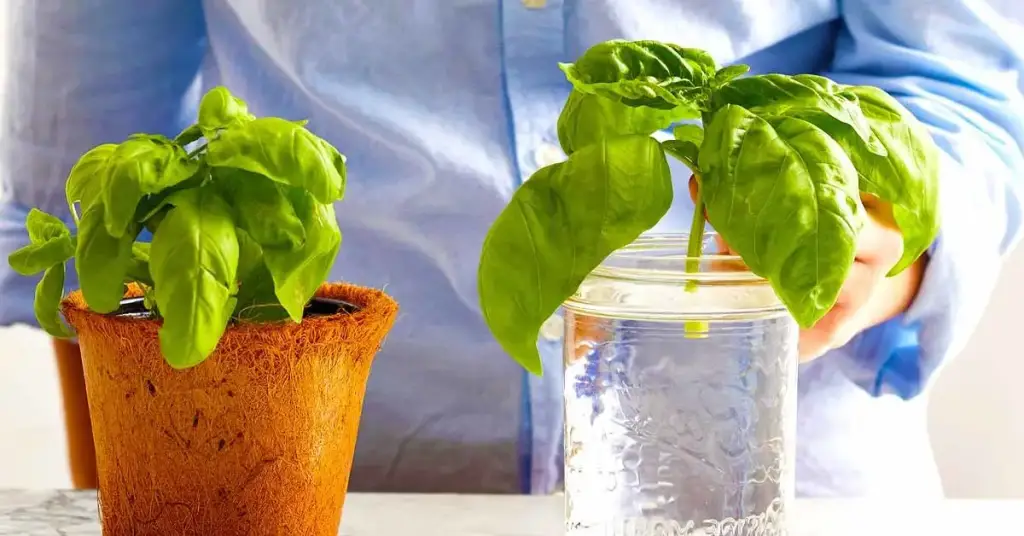 5 plantas aromáticas que puedes cultivar solo con agua – Mis Consejos Jardinería