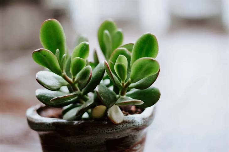 crassula ovata