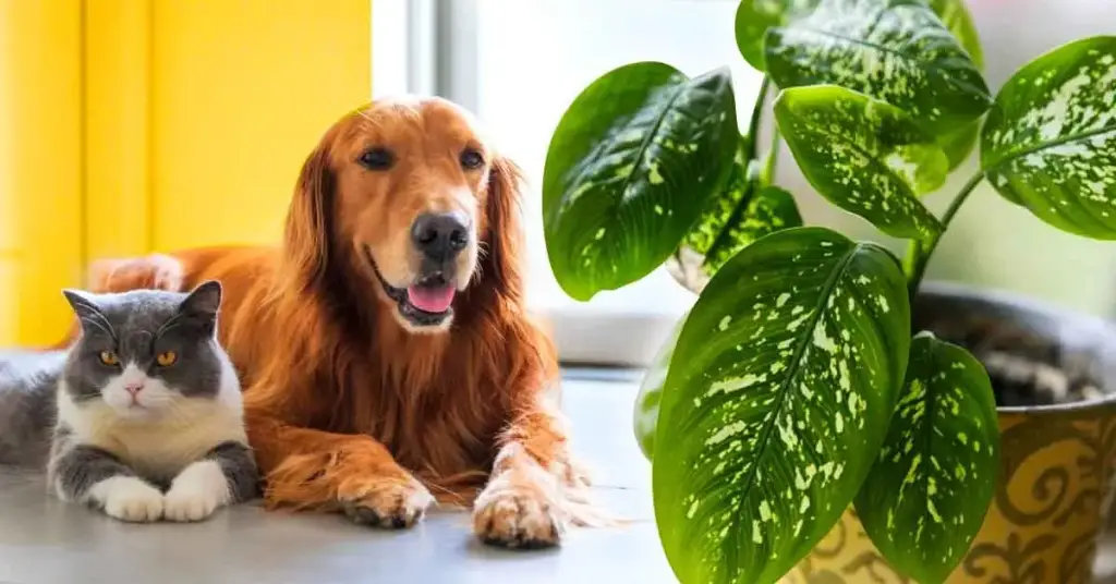 5 plantas de interior venenosas que debes evitar si tienes niños o mascotas – Mis Consejos Jardinería