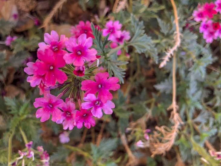 verbena