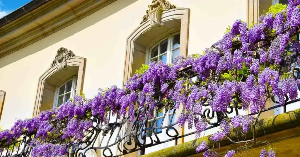 5 plantas para cultivar en un balcón orientado al oeste – Mis Consejos Jardinería