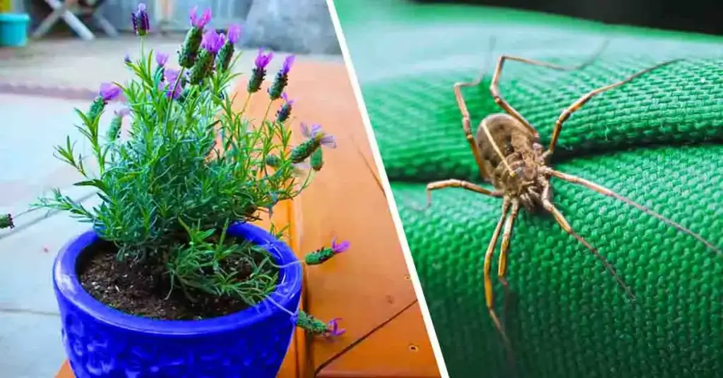 5 plantas que ahuyentan arañas, hormigas, mosquitos y escorpiones de casa – Mis Consejos Jardinería