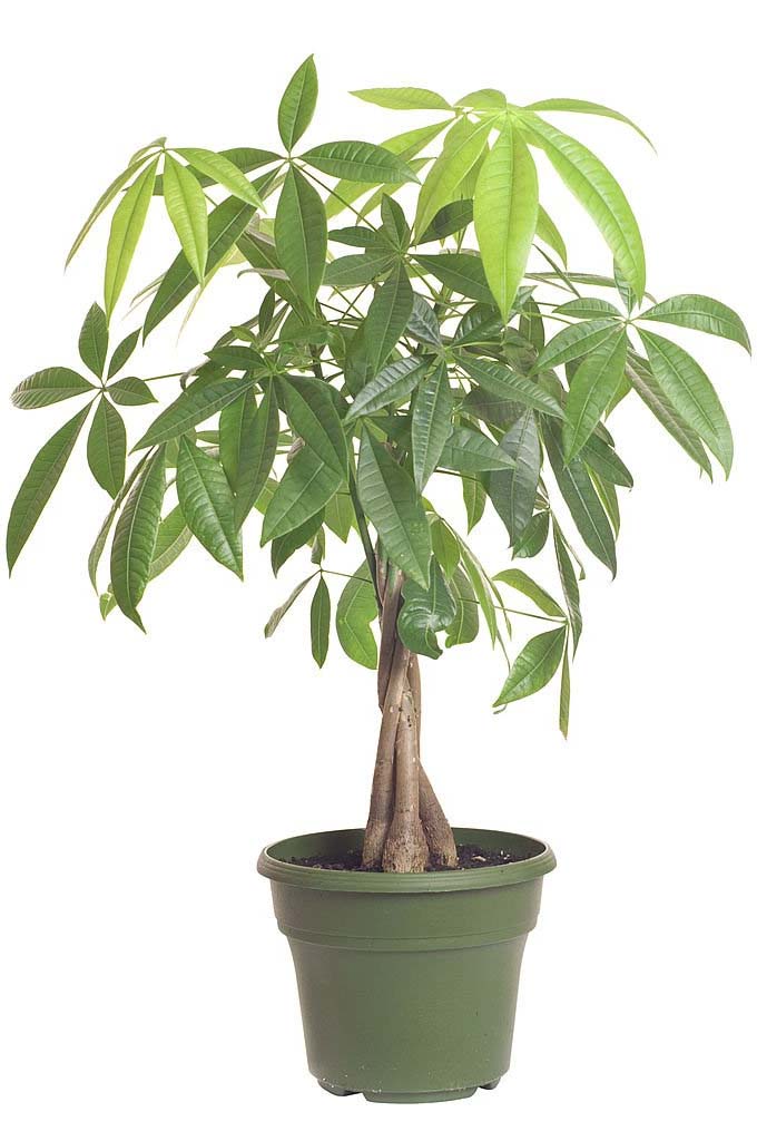 Una olla que contiene la Pachira aquatica