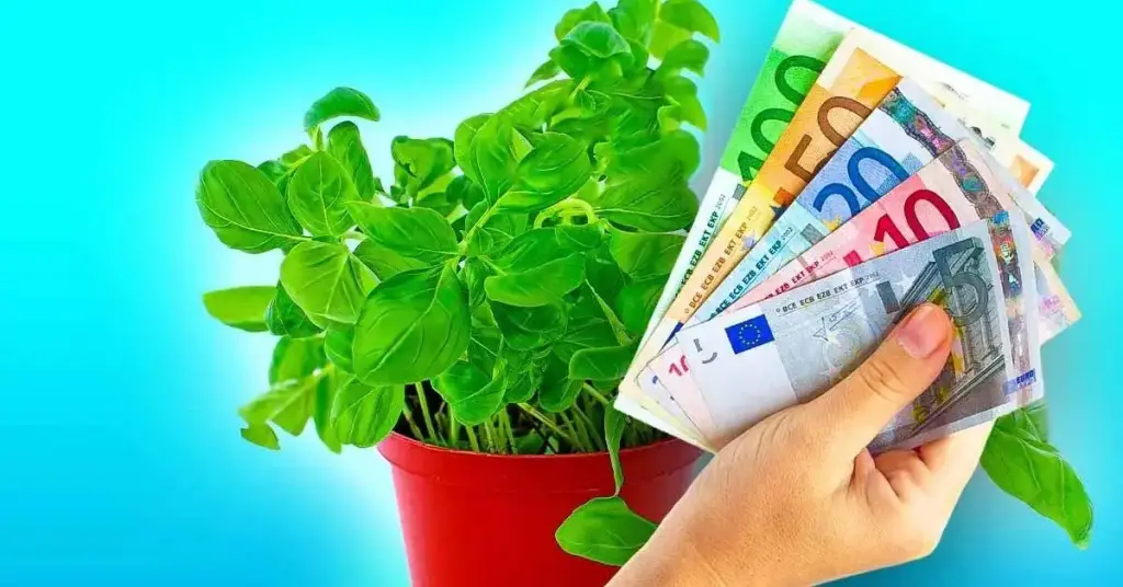 5 plantas que traen prosperidad a la casa – Mis Consejos Jardinería