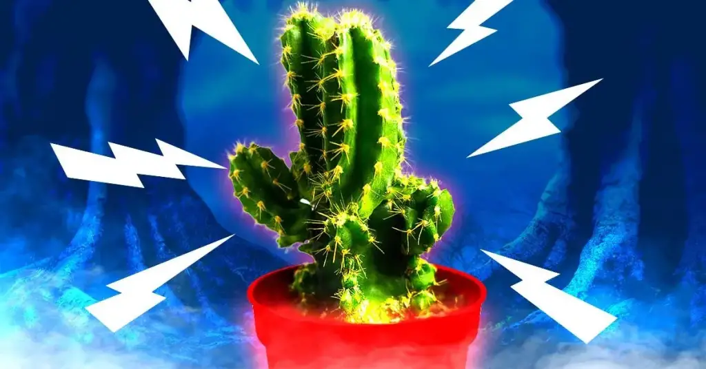 5 plantas traen mala suerte según el Feng Shui – Mis Consejos Jardinería