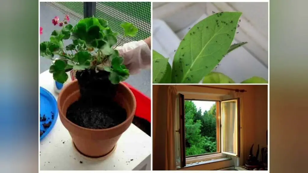 5 remedios para mantener a las cochinillas alejadas del balcón para siempre – Mis Consejos Jardinería