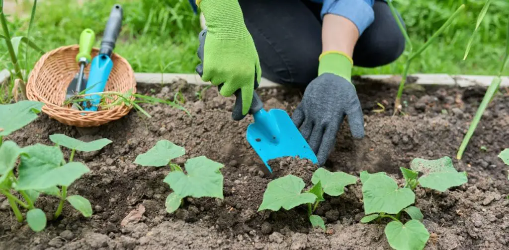 6 errores a evitar absolutamente para una siembra exitosa de tus pepinos – Mis Consejos Jardinería