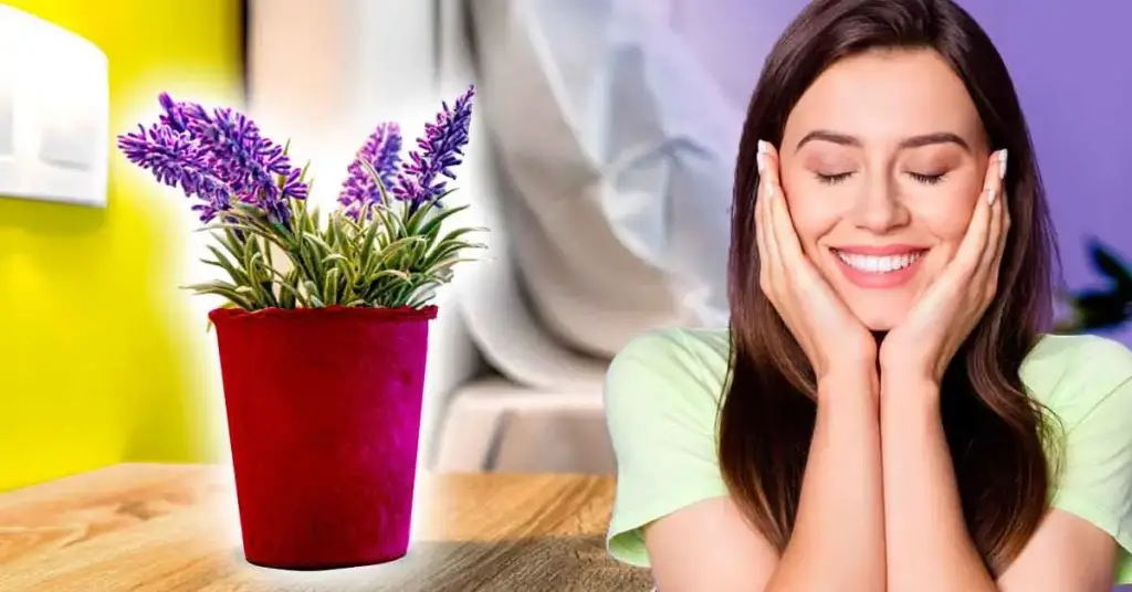 6 plantas de interior que favorecen el buen humor en casa – Mis Consejos Jardinería