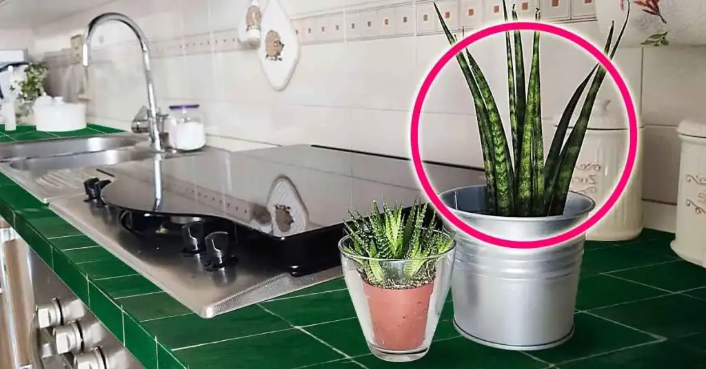 6 plantas que eliminan todos los malos olores y purifican el aire de la cocina – Mis Consejos Jardinería