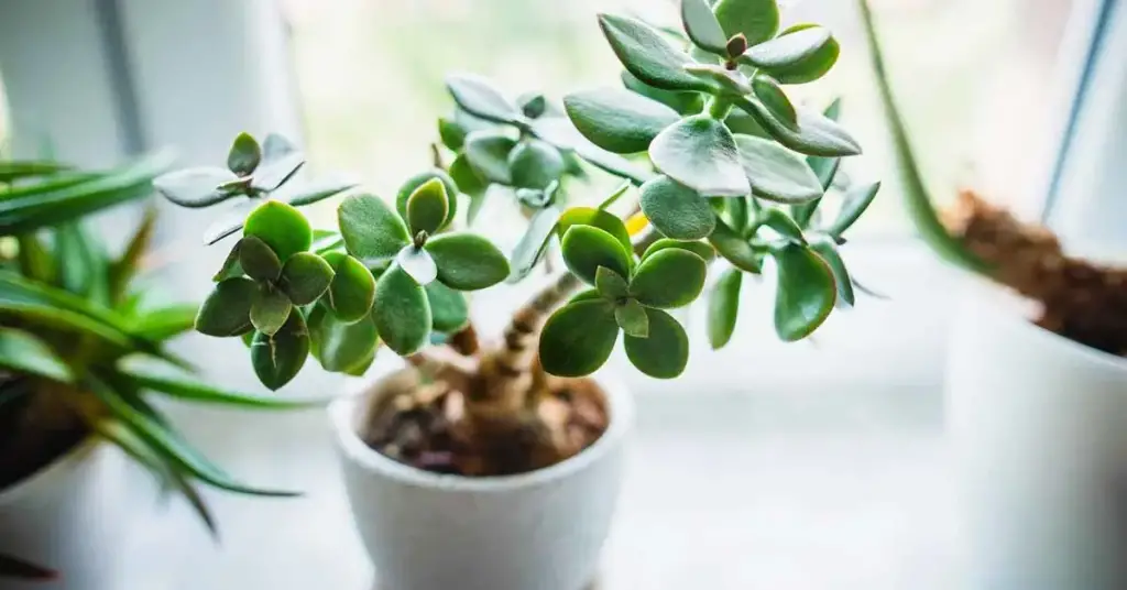 6 plantas que pueden atraer la suerte, la calma y la felicidad según el Feng Shui – Mis Consejos Jardinería