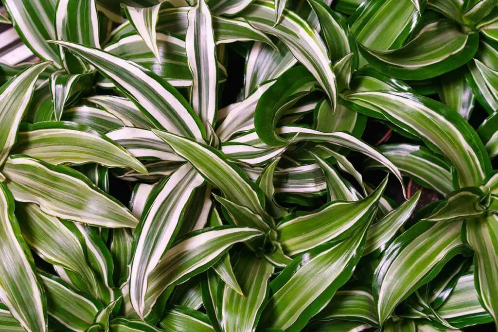 6 plantas que requieren poca luz, ideales para ambientes con poca luz: la lista – Mis Consejos Jardinería