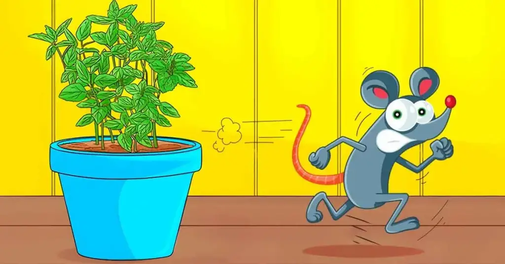 6 plantas repelentes que mantienen a ratas y ratones alejados de casa – Mis Consejos Jardinería