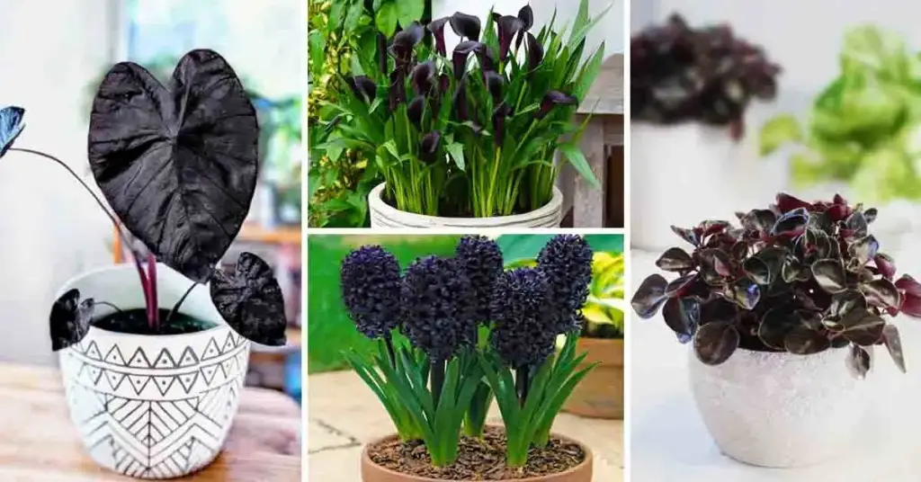 6 plantas y flores negras para realzar tu jardín – Mis Consejos Jardinería
