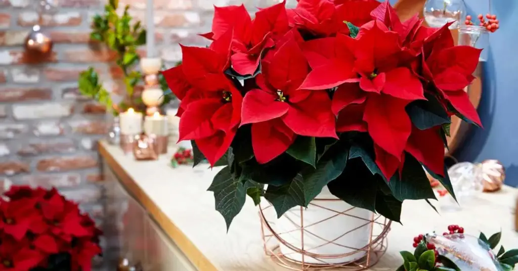 6 sencillos consejos para hacer que tu flor de Pascua (estrella navideña) florezca en grande y dure toda la vida – Mis Consejos Jardinería