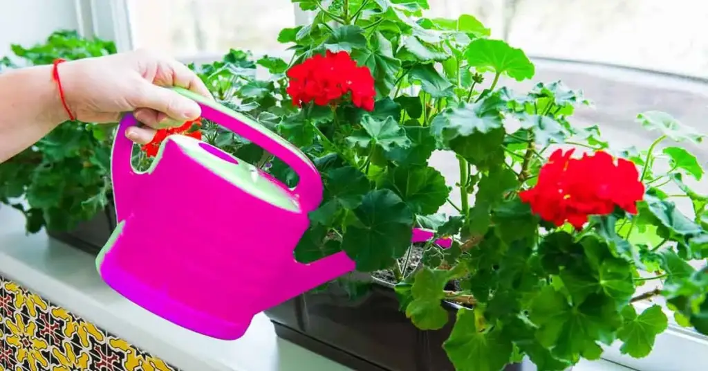 6 tips para tener hermosos geranios que perfuman el jardín o la casa – Mis Consejos Jardinería