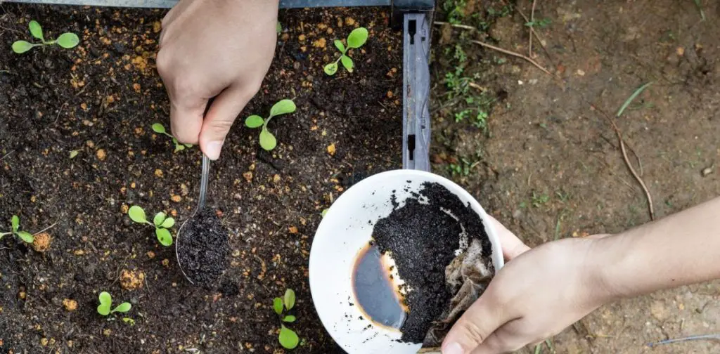 7 abonos naturales caseros para usar en el jardín y para abonar tus plantas – Mis Consejos Jardinería