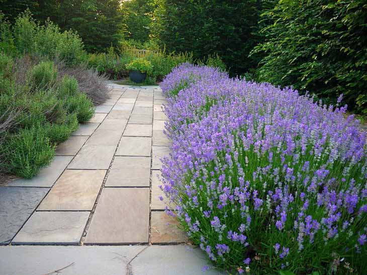 lavanda