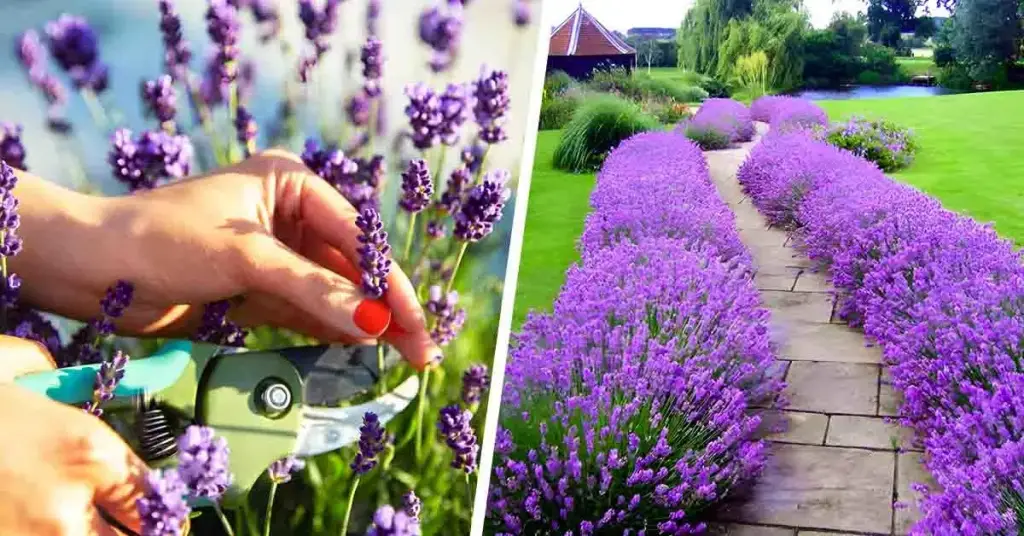 7 consejos para plantar un seto de lavanda en tu jardín – Mis Consejos Jardinería