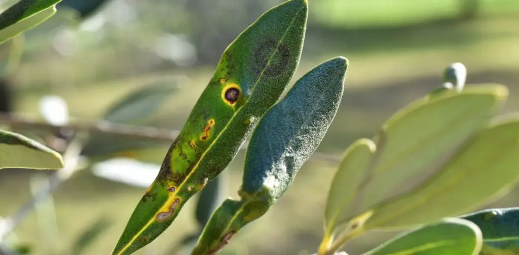 7 enfermedades comunes del olivo: ¿cómo identificarlas? – Mis Consejos Jardinería