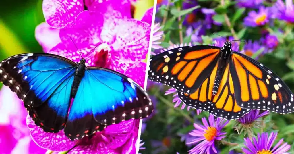 7 plantas para atraer mariposas y transformar tu jardín – Mis Consejos Jardinería